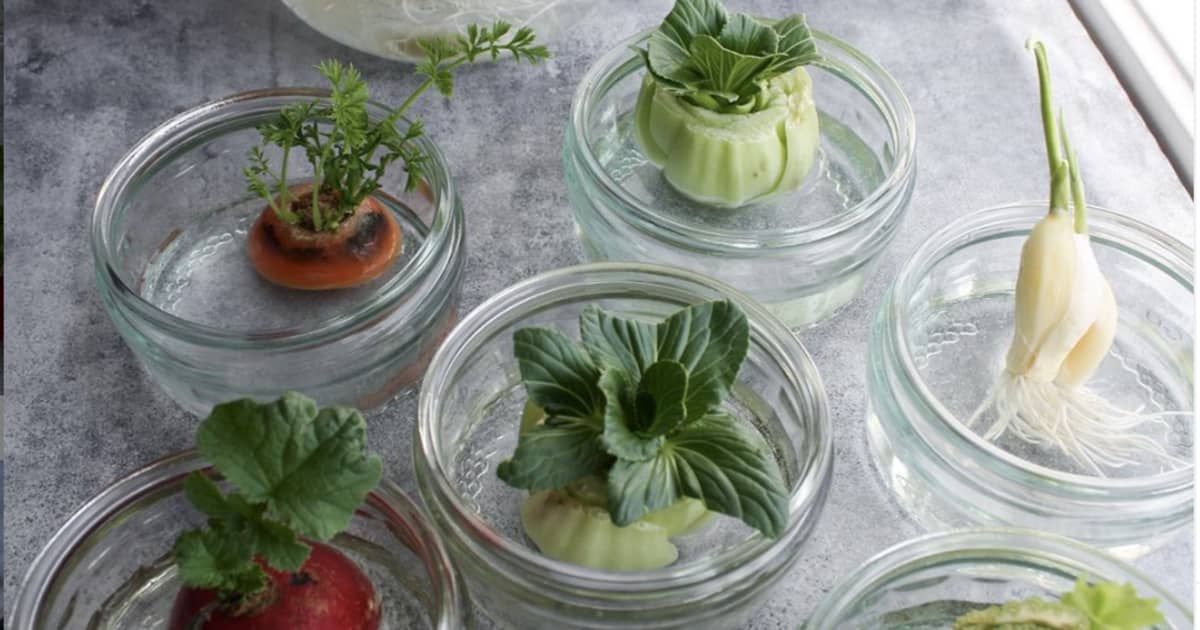 Faire Pousser Des Legumes A La Maison 7 Legumes Qui Repoussent Facilement A Partir Des Restes Zeste
