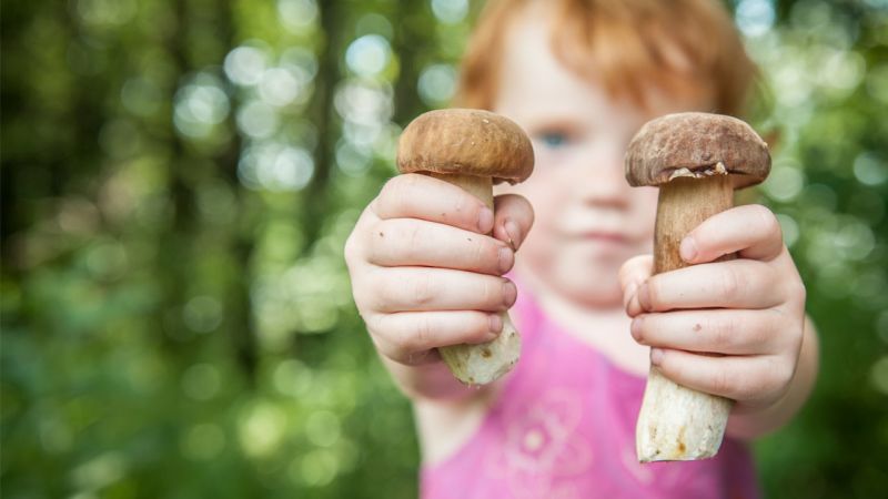 À la découverte des champignons du Québec avec Mycoboutique