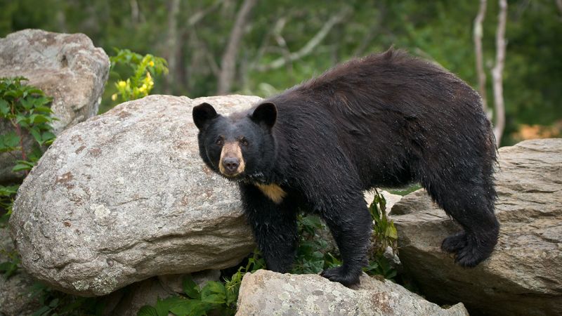 Conseils Guide De Survie Que Faire Face à Un Ours Espaces