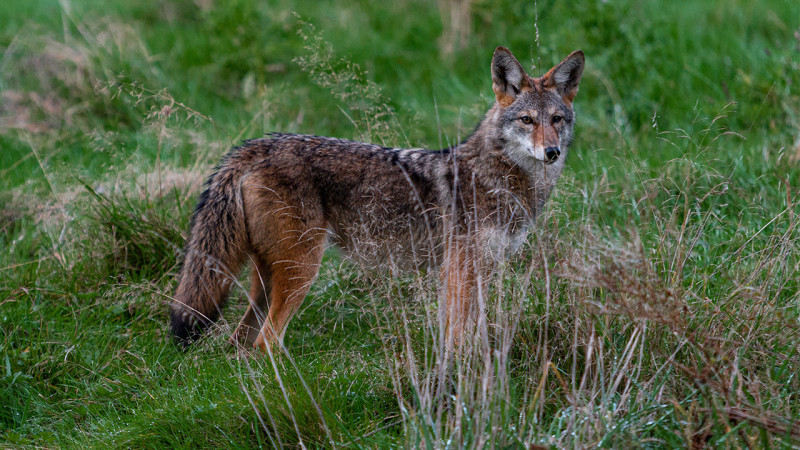 Conseils, Comment réagir face à un animal sauvage?