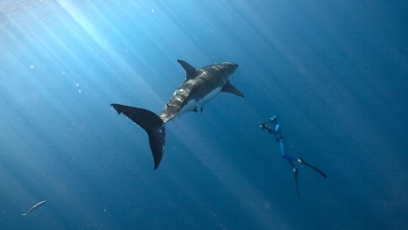 Var : les requins bleus sont-ils un danger pour l'homme ?