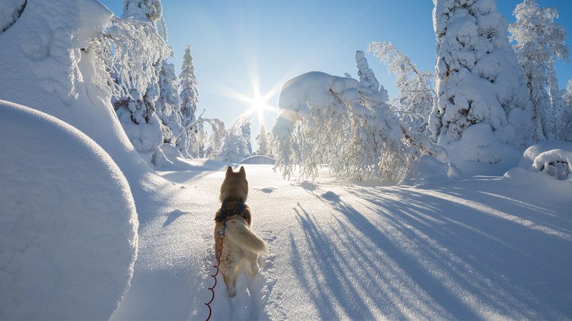 36 meilleures idées sur parc pour chien