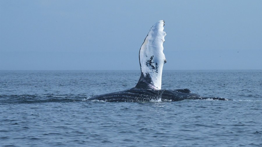 Les 6 plus belles randonnées pour voir les baleines au Québec