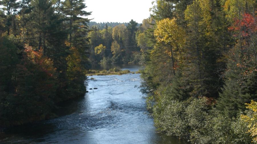 La forêt de l’Aigle (Outaouais)