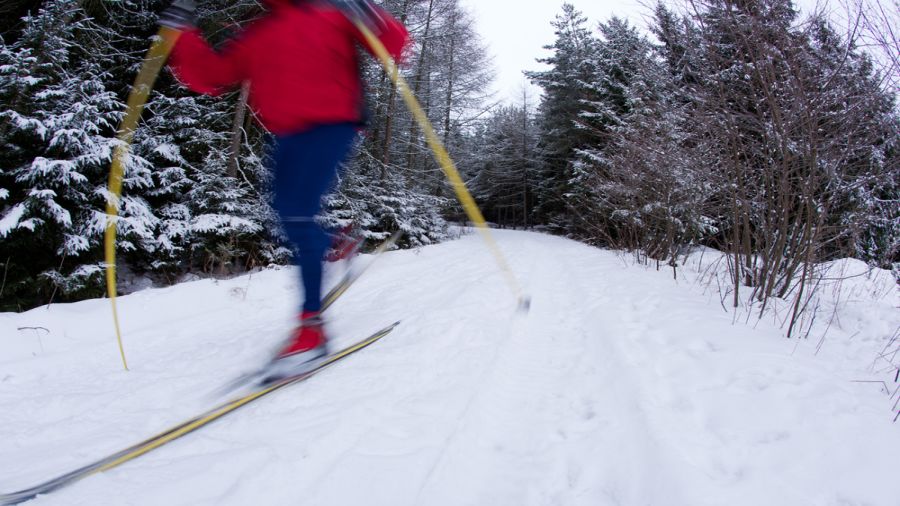  Ski de fond: La forêt Montmorency