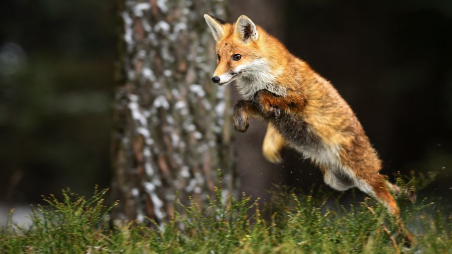 Les meilleurs safaris-photos au Québec :  Mauricie