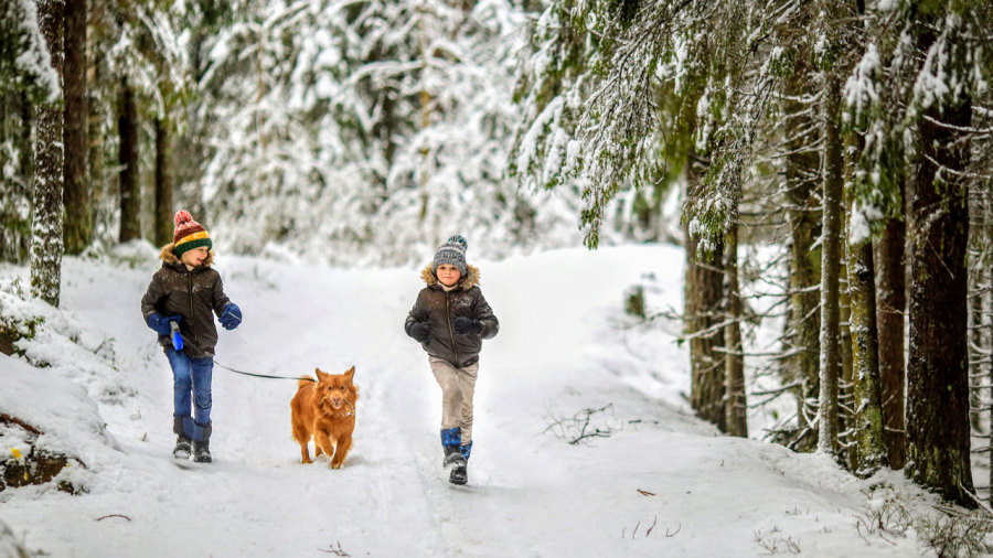 8 sentiers pour randonner avec son chien cet hiver