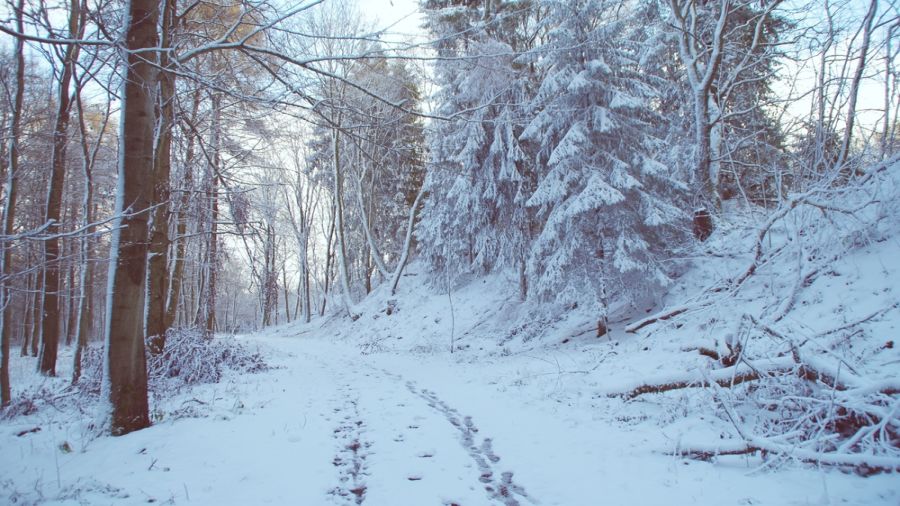 Forêt Montmorency : neige garantie