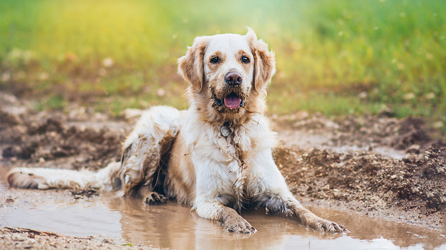 Un truc anti-puanteur pour les chiens au printemps