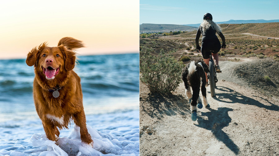 Quoi, votre chien n’est pas encore sur Strava? 