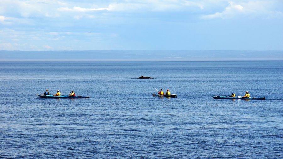 Québec : Kayak de mer à l'Isle-aux-Grues