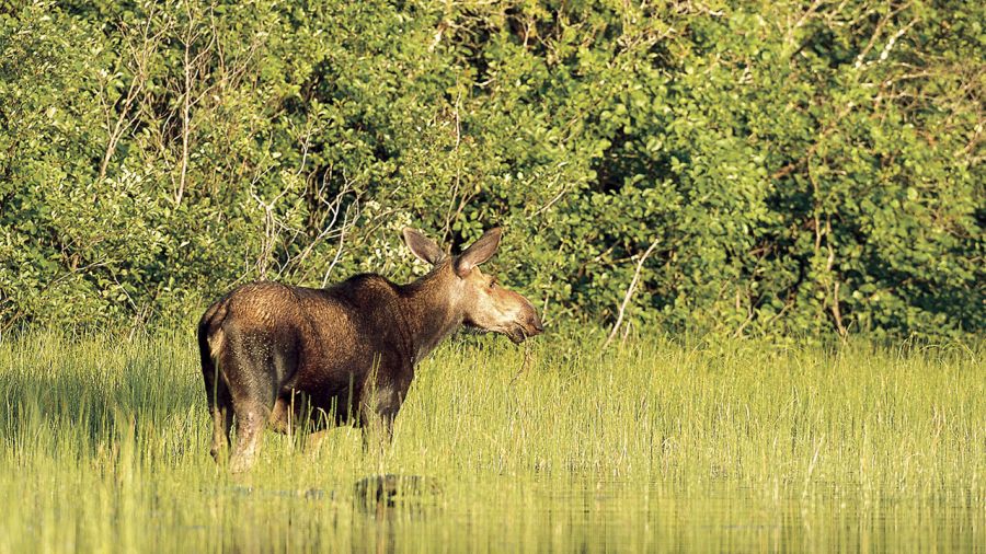 Safari au Québec