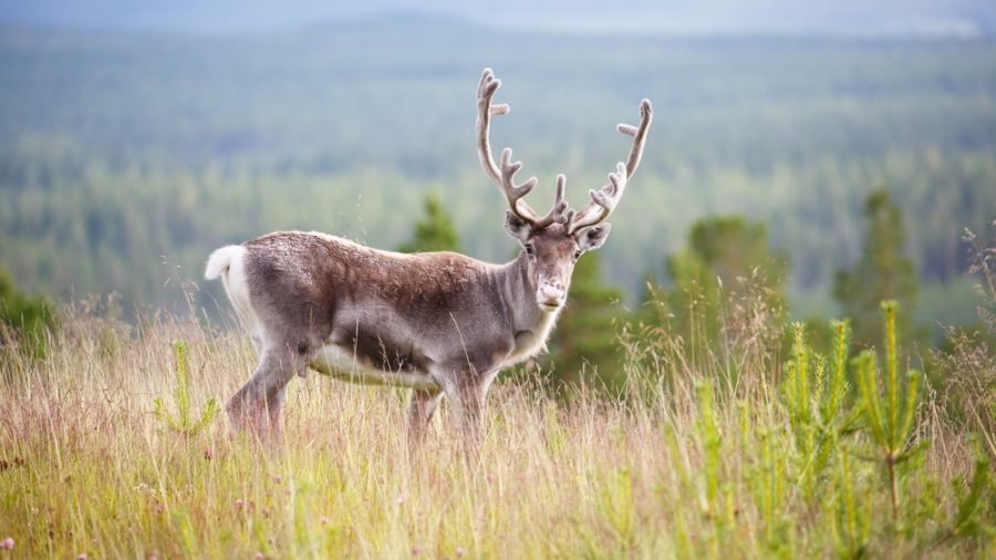 Les meilleurs safaris-photos au Québec : Gaspésie