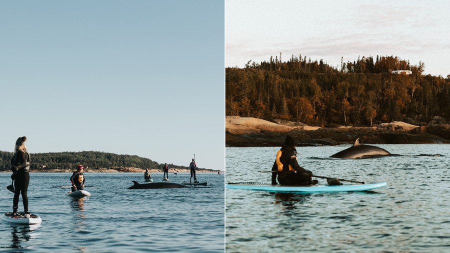 Des sorties de paddle board avec les baleines