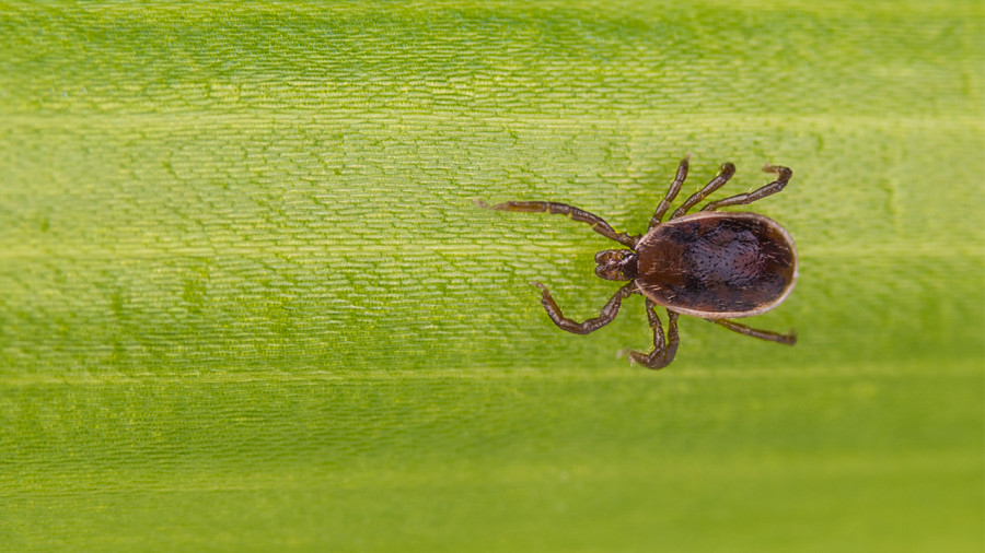 Une nouvelle infection transmise par les tiques pire que la maladie de Lyme