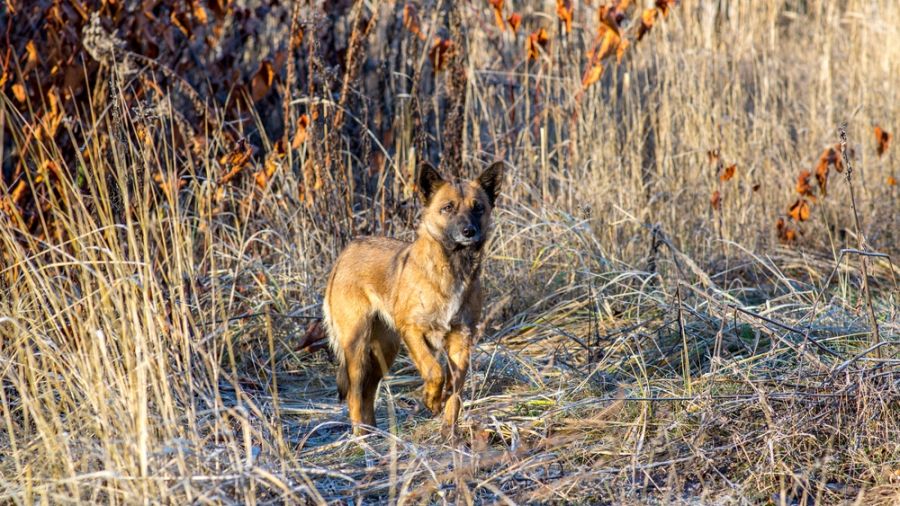 Randonnée avec son chien : Le mont Mansfield au Vermont