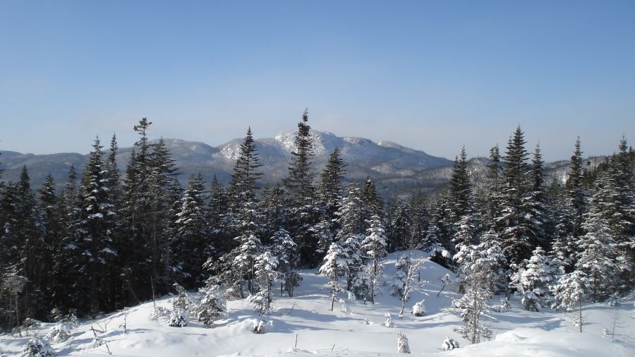 Trésors cachés de l’hiver : Randonnée éco-safari