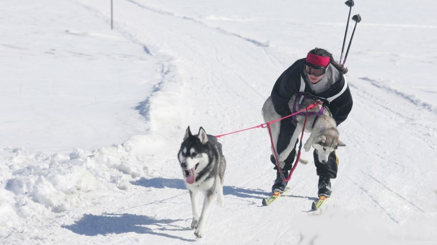 Skijoering : De l'Europe au Québec