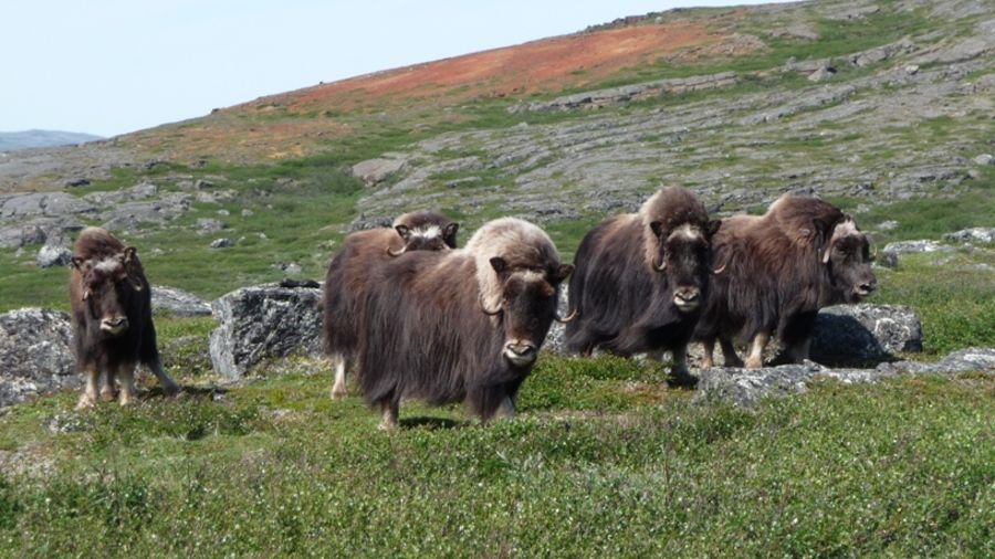 Expédition au Nunavik