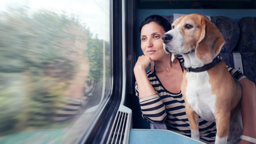 Comment voyager avec Fido ?