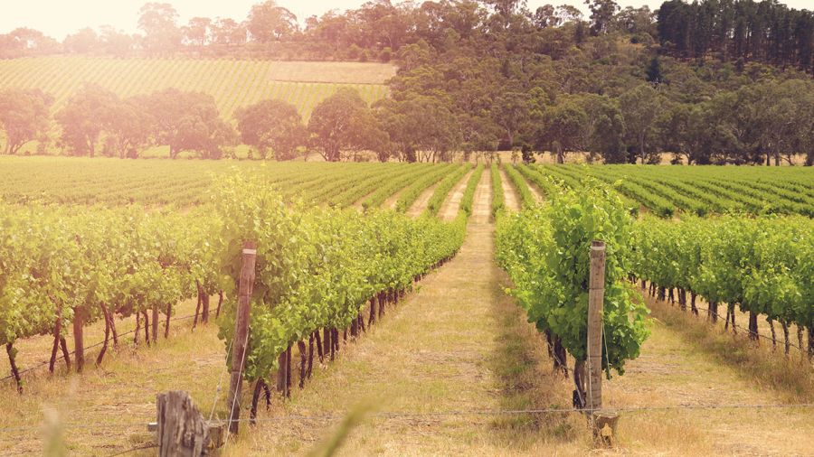 La Route des vins à bicyclette