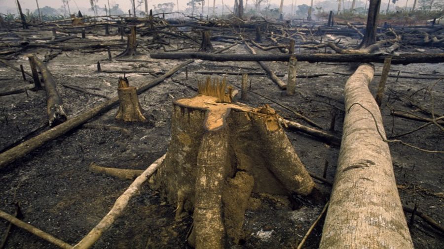 Forêt amazonienne en Amérique du Sud: Espaces en voie de disparition