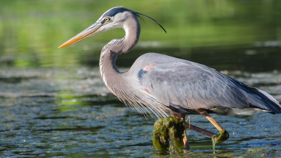 Safari au Québec : Parc des Rapides