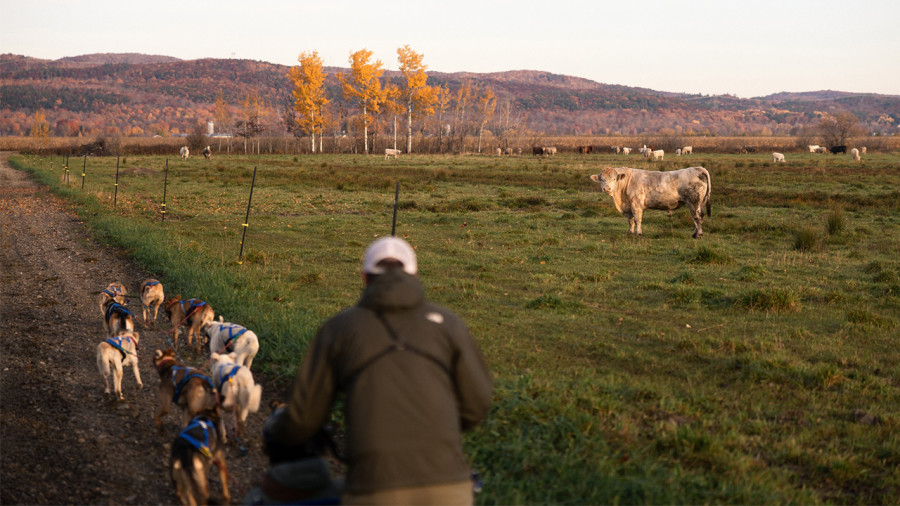 Du traineau à chiens sans neige, mais en automne dans Lanaudière 