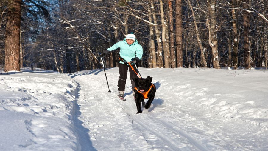 Randonnée, raquette, ski de fond et ski joëring avec son chien