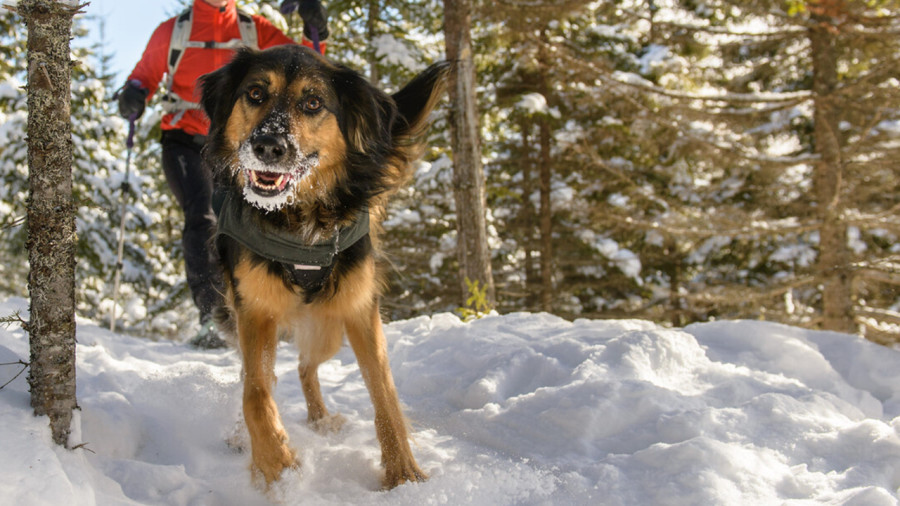 5 endroits où faire de la caniraquette cet hiver 