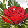 Single Red Rose