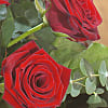 12 Red Roses