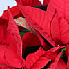 Poinsettia Plant