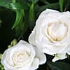 White Blooms Basket