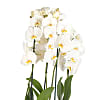 White Orchid Planter