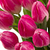 20 Pink Tulips with Vase