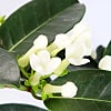 Stephanotis Hoop