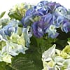 Blue Hydrangea