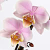 Luxury Pink Orchid