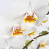 Luxury White Orchid