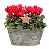 Red Cyclamen Duo