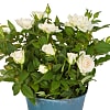 White Pot Rose