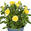 Yellow Pot Rose