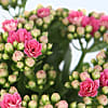 Pink Kalanchoe