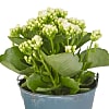 White Kalanchoe