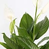 Peace Lily Basket