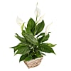 Peace Lily Basket