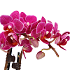 Mini Orchid