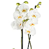 White Phalaenopsis Orchid