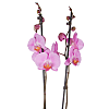 Pink Phalaenopsis Orchid